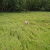 Прогулки :: Anna Ivanova