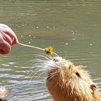 дай понюхать! :: ИРЭН@ .