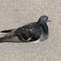 Да, лежу посреди дорожки - кому надо, обойдёт! :: Светлана Да, лежу посреди дорожки - кому надо, обойдёт! :: Светлана