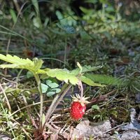 Ягодное лето :: Pippa 