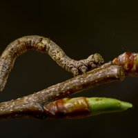 Гусеница берёзовой пяденицы :: Aleksey Afonin