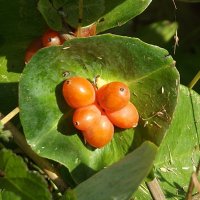 Жимолость каприфоль :: Freddy 97