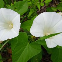 вьюны :: Елена Шаламова