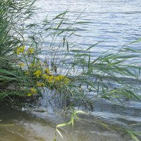 июнь :: Елена Шаламова