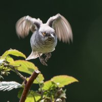 Ястребиная славка :: Владимир Безбородов Ястребиная славка :: Владимир Безбородов