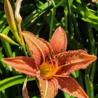 Летние дожди :: Татьяна Машошина