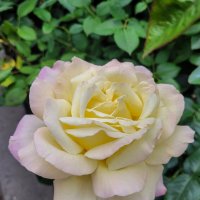 Роза парка Динамо :: Татьяна Машошина Роза парка Динамо :: Татьяна Машошина