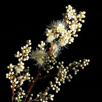 *** :: Леонид leo *** :: Леонид leo