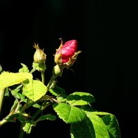 *** :: Леонид leo