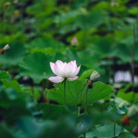 Сезон лотосов :: Дмитрий Сезон лотосов :: Дмитрий