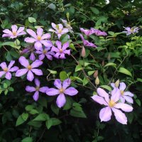 Клематис :: Наталья Клематис :: Наталья