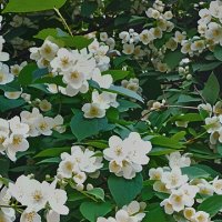 Серия. "Жасмин цветущий". :: Лилия * Серия. "Жасмин цветущий". :: Лилия *