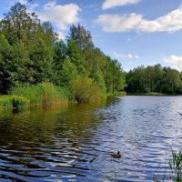 Пейзаж с уточкой. :: Лия ☼ Пейзаж с уточкой. :: Лия ☼