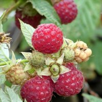 В поход за лесной малиной... :: Андрей Заломленков