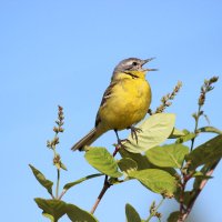утреннее соло :: Ольга Гомзина утреннее соло :: Ольга Гомзина