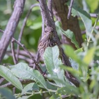 РАСТВОРИЛСЯ В ОКРУЖАЮЩЕЙ СРЕДЕ :: Володька Завитушкин