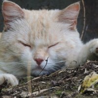 Бездомный кот на расслабоне. :: Игорь Родионов Бездомный кот на расслабоне. :: Игорь Родионов