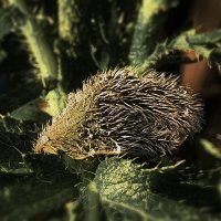 В саду... :: Владимир Шошин