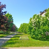 Свежая июньская зелень. :: VasiLina *