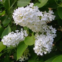 Белоснежно-хмельная сирень... :: VasiLina * Белоснежно-хмельная сирень... :: VasiLina *