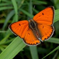 Из снятого вчера 3 :: Александр Прокудин