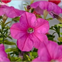 Про цветы :: Aquarius - Сергей