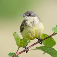 Жёлтая трясогузка :: Александр 