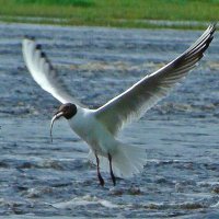 озерная чайка :: gawrilа - dan озерная чайка :: gawrilа - dan