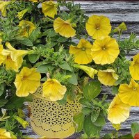 Украшение города! :: Валентина  Нефёдова 