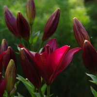 Летние цветы :: Сергей Швечков Летние цветы :: Сергей Швечков