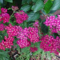 Тысячелистник :: Лидия Бусурина Тысячелистник :: Лидия Бусурина