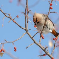 Свиристель. :: Виктор Иванович Чернюк