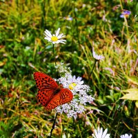 Июль...Пир бабочки! :: Владимир 