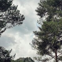 В горном лесу :: Георгиевич 