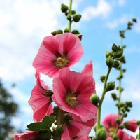 На фоне голубого неба :: Любовь Сахарова