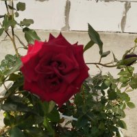 Ak Bulak. Talgar. :: Murat Bukaev 