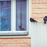 Видит око , да зуб неймёт :: Валерий Иванович Видит око , да зуб неймёт :: Валерий Иванович