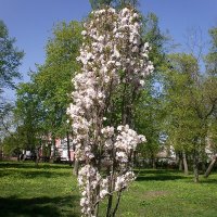 Весна :: Роман Савоцкий Весна :: Роман Савоцкий