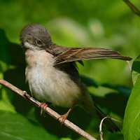 Серая славка :: Лина 