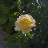 Жёлтая роза в лучах солнца :: Валентин Семчишин