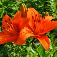 Лилия :: Валентина Богатко 