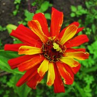 Красавица цинния :: Людмила Смородинская Красавица цинния :: Людмила Смородинская