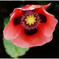 МАК... :: Elvira E. 