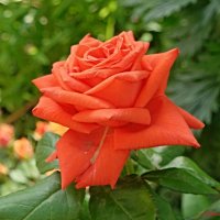 О розах ушедшего июня... :: Андрей Заломленков