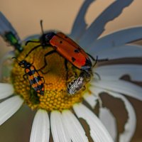 Всем хватит) :: Светлана SvetNika17