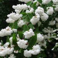 Дейция :: Рита Симонова