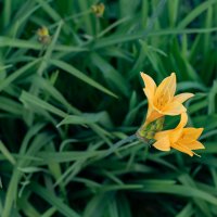 Лилия :: Петр 