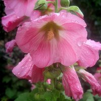 В капельках дождя :: Елена Семигина В капельках дождя :: Елена Семигина