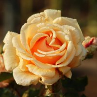 Доброе утро :: Юрий. Шмаков Доброе утро :: Юрий. Шмаков