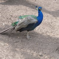 зоопарк , Воронеж :: Елена Шаламова